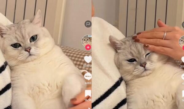 Video Kucing Takut Suara Bayi Kucing, Lucu Banget Ekspresinya
