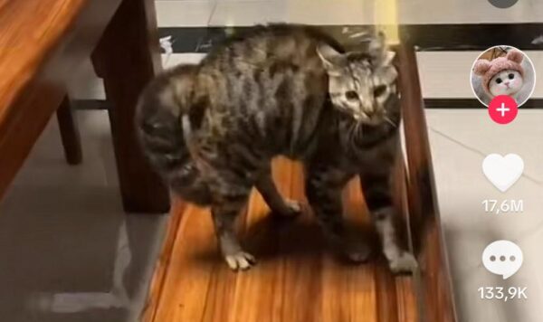 Video Kucing Datang Dengan Gaya Marah, Pemiliknya Malah Ketawa