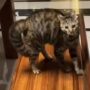 Kucing Kocak