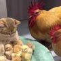 Kucing Kocak