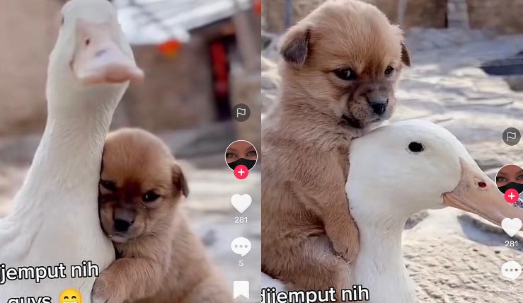 Anjing Lucu