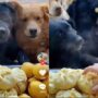 Anjing Pintar