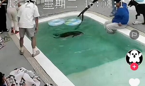 Video Penyelamatan Anjing Tenggelam di Kolam, Endingnya Malah Bikin Kesel