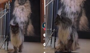 Video Kucing Besar dan Ngeri, Netizen: Ini Paduka Raja