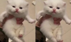 Video Kucing Mungil Joget Saat Dipegang, Enak Banget