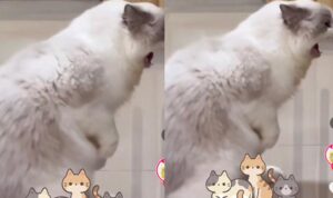 Video Kucing Marah Sambil Berdiri, Bak Nantang Gelut