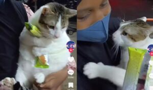 Video Kucing Ngambek Saat Jajanya Diambil, Lucu Banget