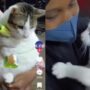 Kucing Lucu