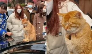 Video Kucing Ketiduran di Atas Mobil, Malah Jadi Tontonan