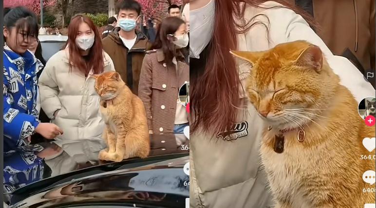 Kucing Lucu