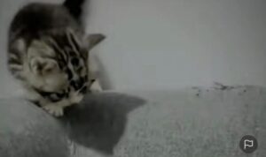 Video Kucing Kecil Salah Jatuh, Untung Gak Keselo