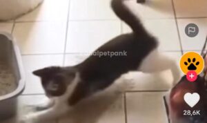 Video Kucing Kembali Bikin Rusuh, Pasti Kena Marah