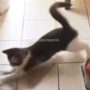Kucing Lucu