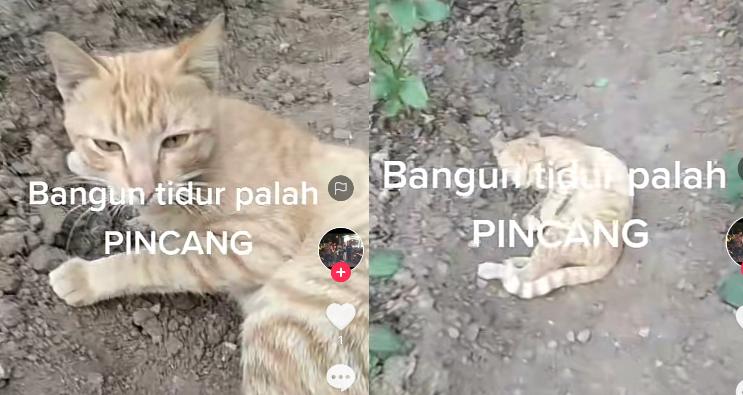 Kucing Kocak