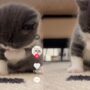 Kucing Lucu