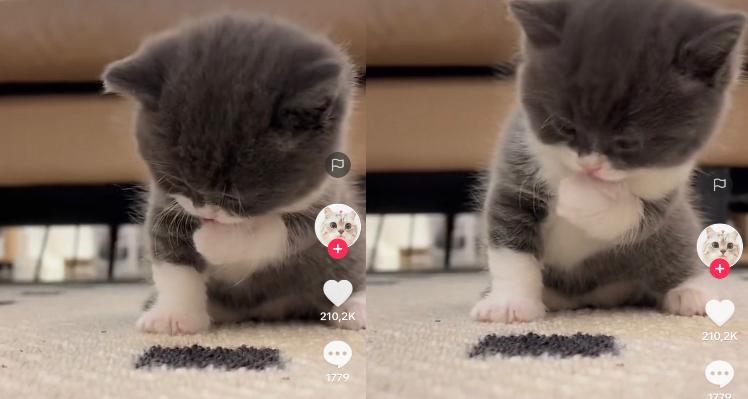 Kucing Lucu