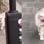 Kucing Lucu