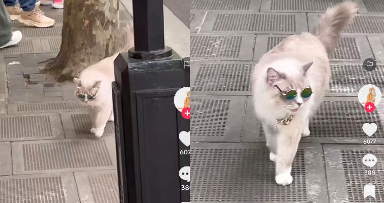 Kucing Lucu