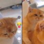 Kucing Lucu