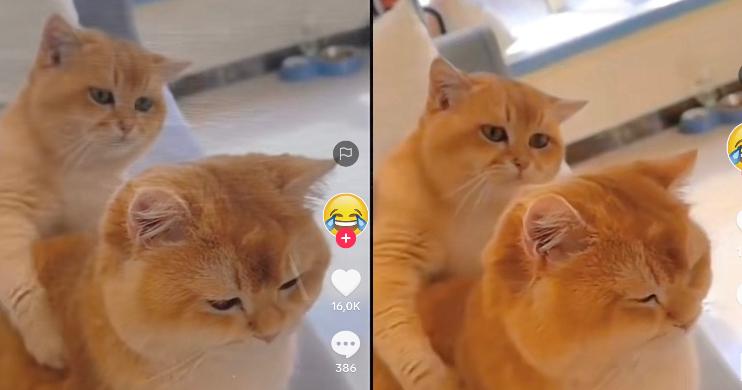 Kucing Lucu