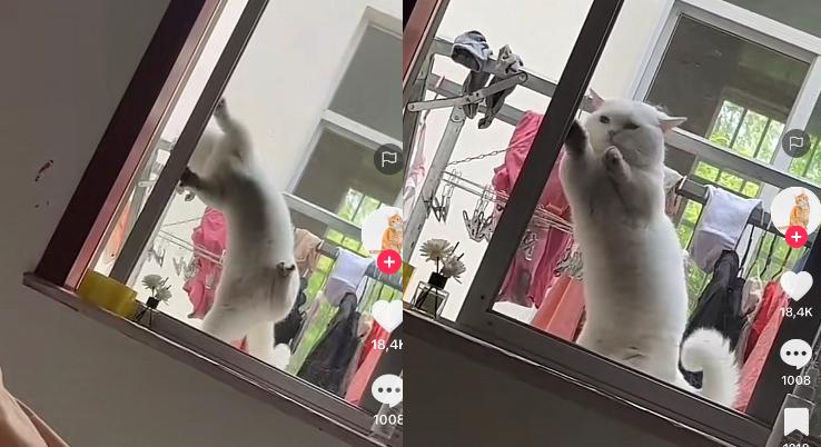 Kucing Kocak