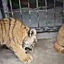 Kucing Berani