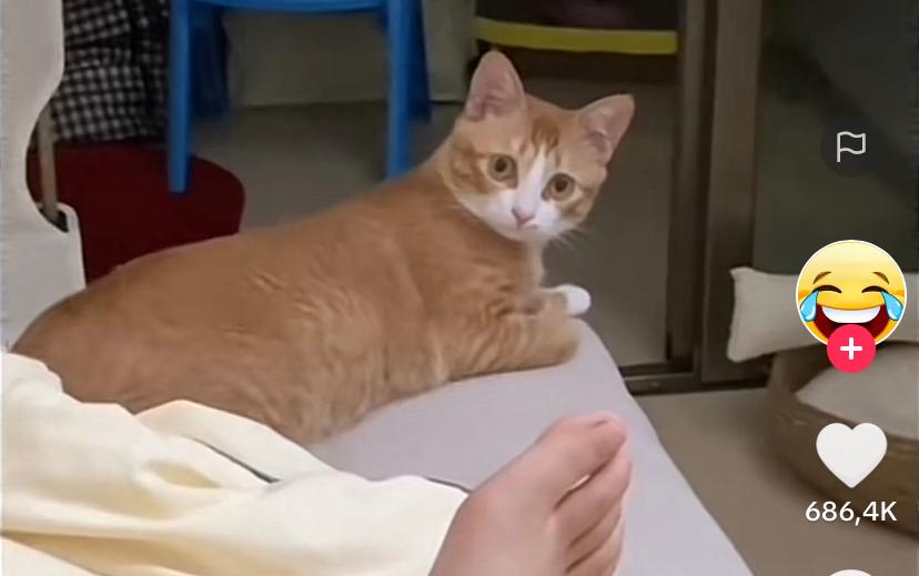 Kucing Kocak