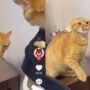 Kucing Kocak