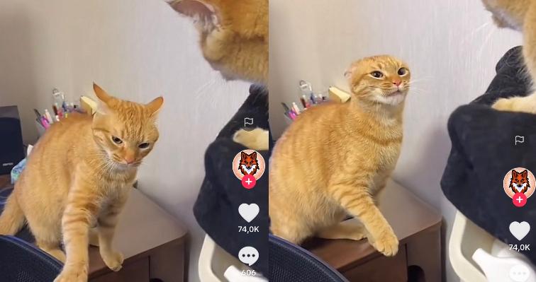 Kucing Kocak