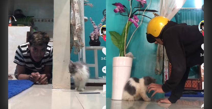 Kucing Kocak