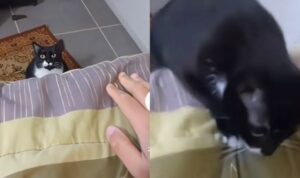 Video Kucing Lucu Bisa Joget, Iramanya Kocak Abis