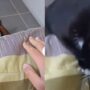 Kucing Kocak
