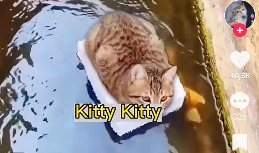 Kucing Lucu