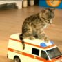 Kucing Lucu