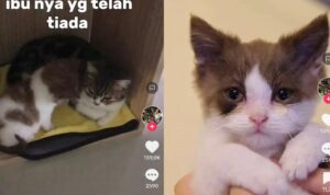 Video Anak Kucing Nangis Teringat Ibunya yang Sudah Meninggal