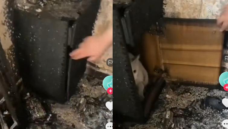 Kucing Selamat Dari Kebakaran