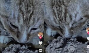 Video Kucing Makan Sambil Nangis, Bikin Sedih