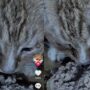 Kucing Nangis