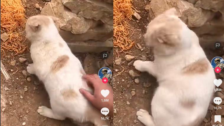Kucing Kocak