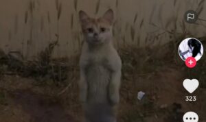 Video Kucing Bisa Berdiri Tegak, Ekspresinya Sedih Banget