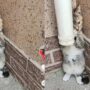 Kucing Takut