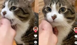 Video Kucing Usil Ingin Gigit Tangan Pemiliknya, Untung Ga Jadi