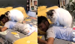 Video Kucing Mau Pijitin Pemiliknya, Pintar Banget