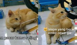 Video Kucing Oren Marah Besar Tau Pacarnya Selingkuh, Bikin Ngeri