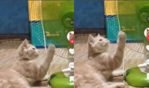 Video Kucing Kecanduan Main Kipas Angin, Gak Takut Kena Marah