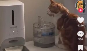 Video Kocak Kucing Ingin Minum Air, Malah Hanya Dapat Hikmahnya