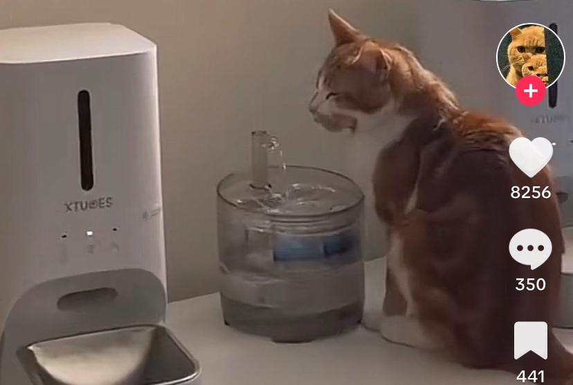 Kucing Kocak