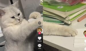 Video Kucing Endap-Endap Curi Makanan, Mode Silent Aktif