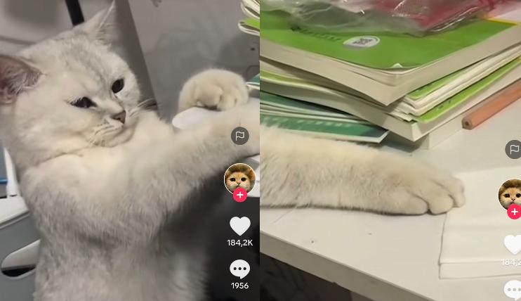 Kucing Lucu