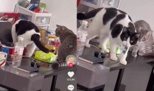 Video Kucing Ketahuan Maling Obat, Ekspresinya Bikin Ngakak